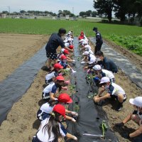 ３年生　サツマイモの苗植え