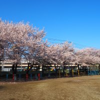 桜が満開です