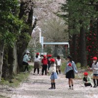 桜のじゅうたん