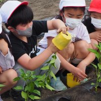 ２年生野菜の苗植え