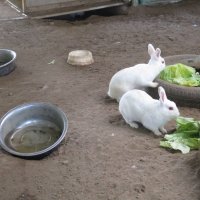 大好物のキャベツ　ありがとうございました