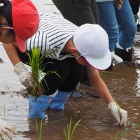 ４年生田植え