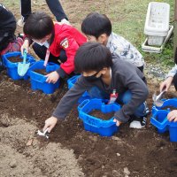 1年生チューリップの球根植え