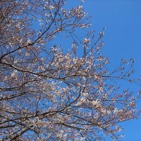 春うらら
