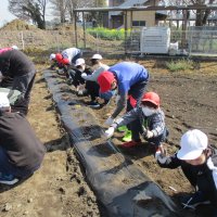 ５年生　じゃがいも植え