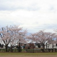桜が満開の修了式