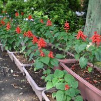 夏の花が咲き始めました