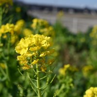 菜の花が咲いています