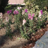 冬の花壇とケヤキ太郎