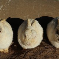最後の委員会活動
